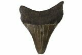 Juvenile Megalodon Tooth - Georgia #90835-1